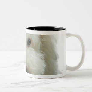 Tasse 2 Couleurs Plan rapproché d'un caniche miniature