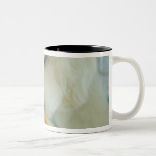 Tasse 2 Couleurs Plan rapproché d'un caniche miniature mangeant de (Droit)