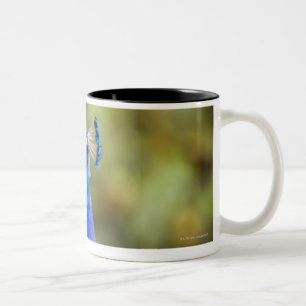 Tasse 2 Couleurs Plan rapproché d'un paon