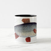 Tasse 2 Couleurs Plat II de gardon (Cyprinus Rutilis) de (Centre)