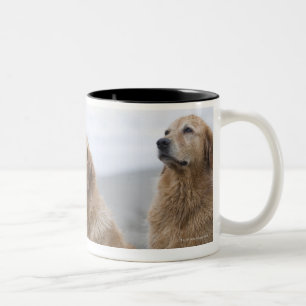 Tasse 2 Couleurs Plusieurs chiens d'arrêt d'or se reposant sur la