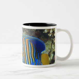 Tasse 2 Couleurs Poisson-ange royal juvénile Pygoplites