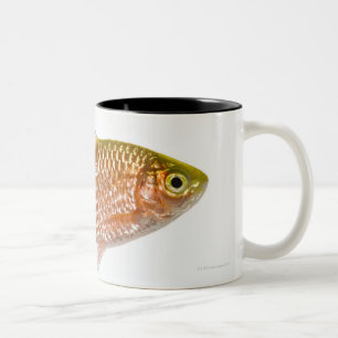 Tasse 2 Couleurs Poissons attrayants de bavure (conchonius de