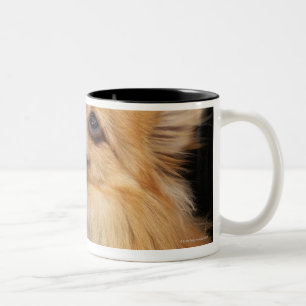 Tasse 2 Couleurs Pomeranian recherchant sur le noir