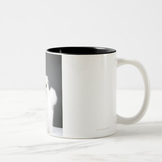 Tasse 2 Couleurs Portrait de chaton (Droit)