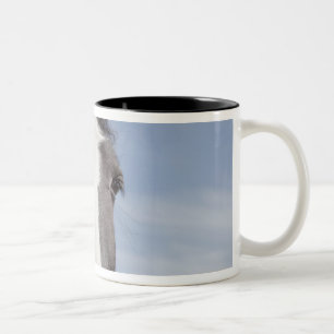 Tasse 2 Couleurs Portrait de cheval de Clydesdale