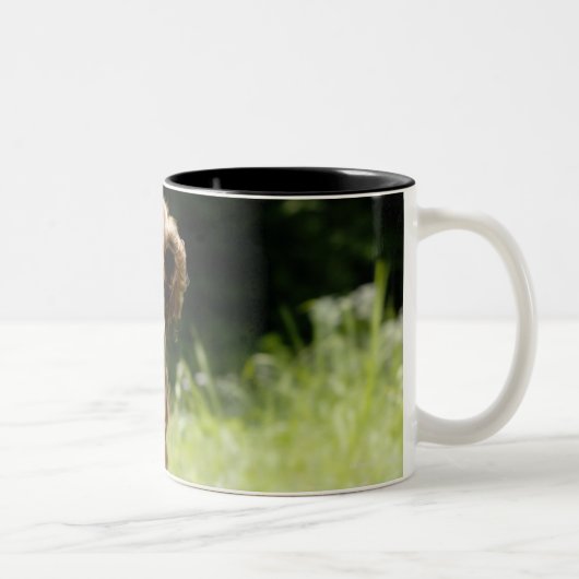 Tasse 2 Couleurs Poseur irlandais (Droit)