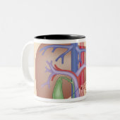 Tasse 2 Couleurs Procédure de greffe de foie (Devant gauche)