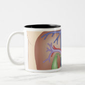 Tasse 2 Couleurs Procédure de greffe de foie (Gauche)