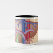 Tasse 2 Couleurs Procédure de greffe de foie (Centre)