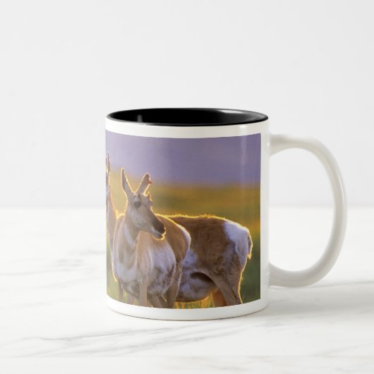 Tasse 2 Couleurs Pronghorn Antelope dans le Montana (Droit)