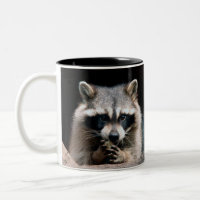 Raccoon 004
