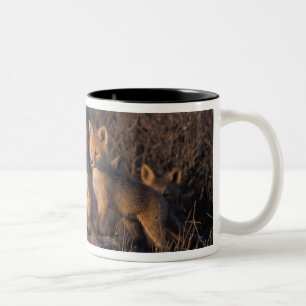Tasse 2 Couleurs renard roux, Vulpes vulpes, kits