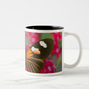 Tasse 2 Couleurs Sammamish Washington Photographie d'un papillon su