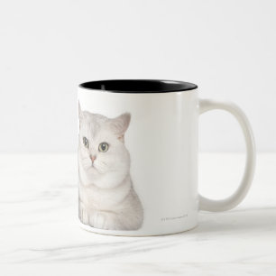 Tasse 2 Couleurs Shorthair britannique (2 années) se situant dans