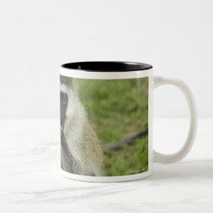 Tasse 2 Couleurs Singe de Vervet mangeant, Afrique