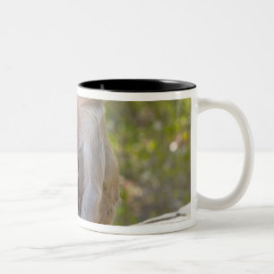 Tasse 2 Couleurs Singes de Macaque de rhésus de mère et de bébé