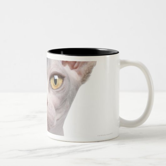Tasse 2 Couleurs Sphynx (7 mois) (Droit)