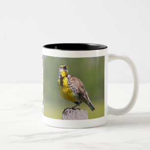Tasse 2 Couleurs Tasse-Meadowlark du Wyoming