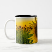 Tasse 2 Couleurs Terrain de tournesol du Kansas (Gauche)