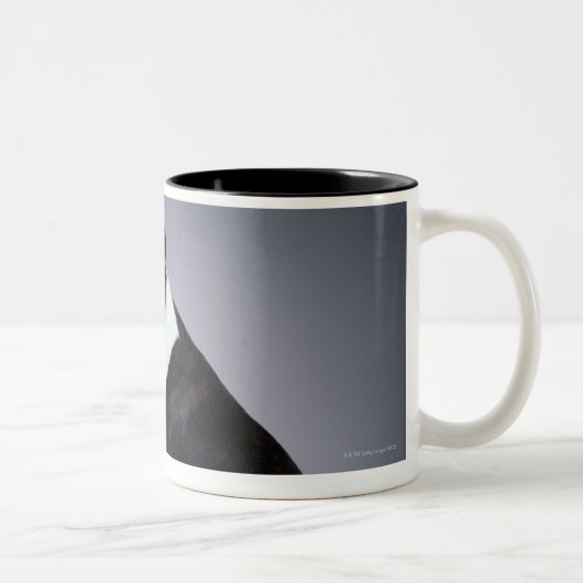 Tasse 2 Couleurs Terriers espiègles de Boston (Droit)