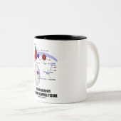 Tasse 2 Couleurs Thermogenesis dans le tissu adipeux Brown (Devant droit)