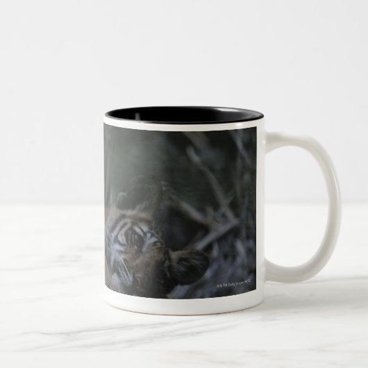 Tasse 2 Couleurs Tigre de Bengale de mère avec CUB (Droit)