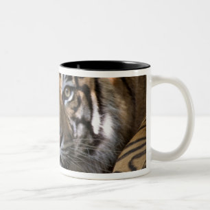 Tasse 2 Couleurs Tigre de Sumatra mâle (Panthera tigris sumatrae)
