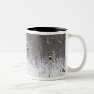 Tasse 2 Couleurs Tigre (Panthera le Tigre) se tenant dans la neige