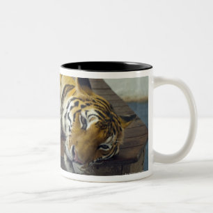 Tasse 2 Couleurs Tigre, Samui, Thaïlande