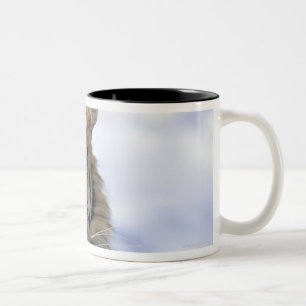 Tasse 2 Couleurs Tigre sibérien, altaica du Tigre de Panthera, Asi