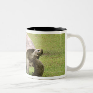 Tasse 2 Couleurs Tortue géante marchant sur l'herbe