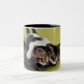 Tasse 2 Couleurs Trois chatons s'étreignant (Centre)