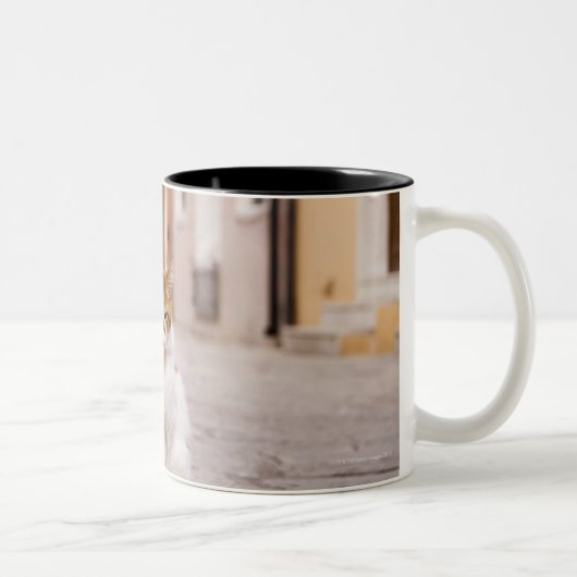 Tasse 2 Couleurs Un chat dans les rues de Burano, Italie. 2006. (Droit)