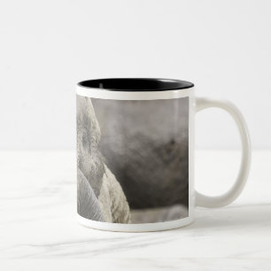 Tasse 2 Couleurs Un jeune éléphant africain (africana de Loxodont