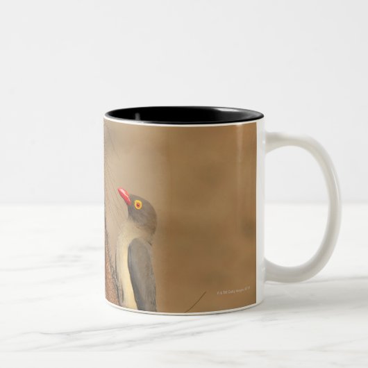 Tasse 2 Couleurs Un Oxpecker sur un museau de warthogs, (Droit)
