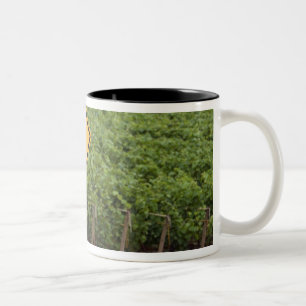 Tasse 2 Couleurs Un panneau de passage de tracteur jaune dans le vi