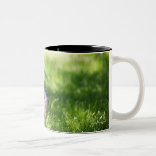 Tasse 2 Couleurs Un Schnauzer s'étendant dans l'herbe (Droit)