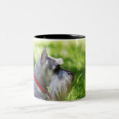 Tasse 2 Couleurs Un Schnauzer s'étendant dans l'herbe (Centre)