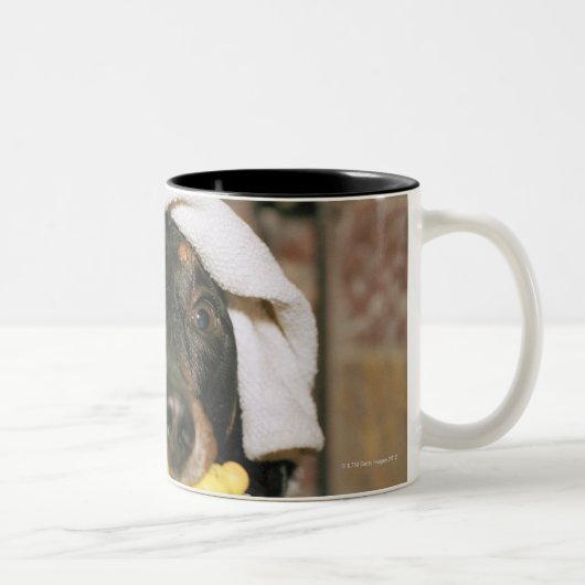 Tasse 2 Couleurs Un teckel étant baigné (Droit)