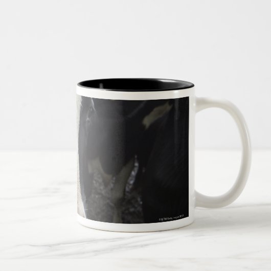 Tasse 2 Couleurs Vaches (Droit)