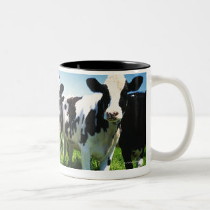 Tasse 2 Couleurs Vaches dans le domaine, ville de Betsukai,