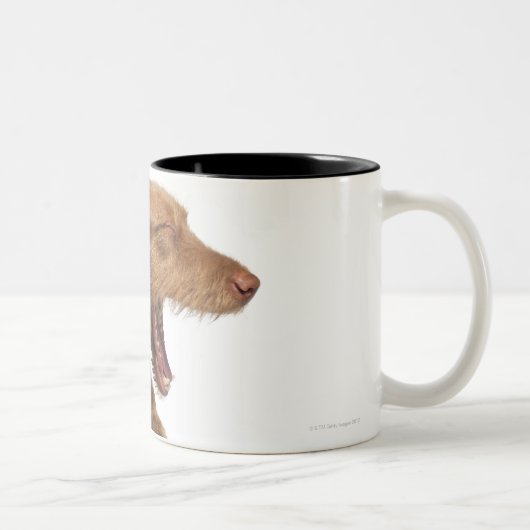 Tasse 2 Couleurs Vizsla baîllant devant l'au sol de dos de blanc (Droit)