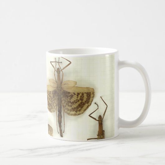Tasse avec des insectes de bâton (Droite)