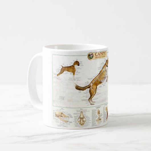 Tasse canine d'anatomie (Devant gauche)