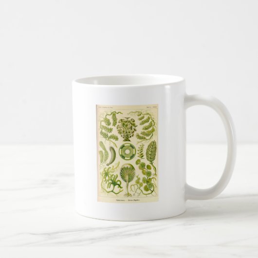 Tasse d'algues vertes (Droite)