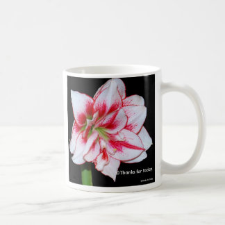 Tasse d'amaryllis