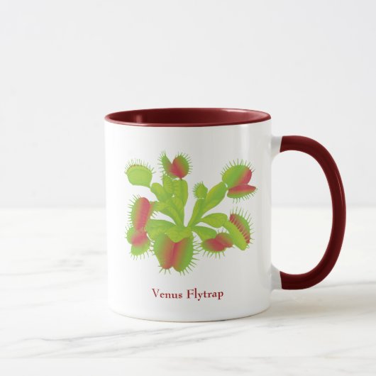 Tasse d'attrape-mouche de Vénus (Droite)