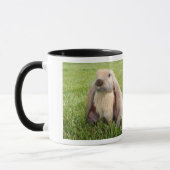Tasse de café anglaise de lapin de Lop (Gauche)