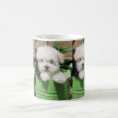Tasse de café de chiot de Maltipoo (Centre)